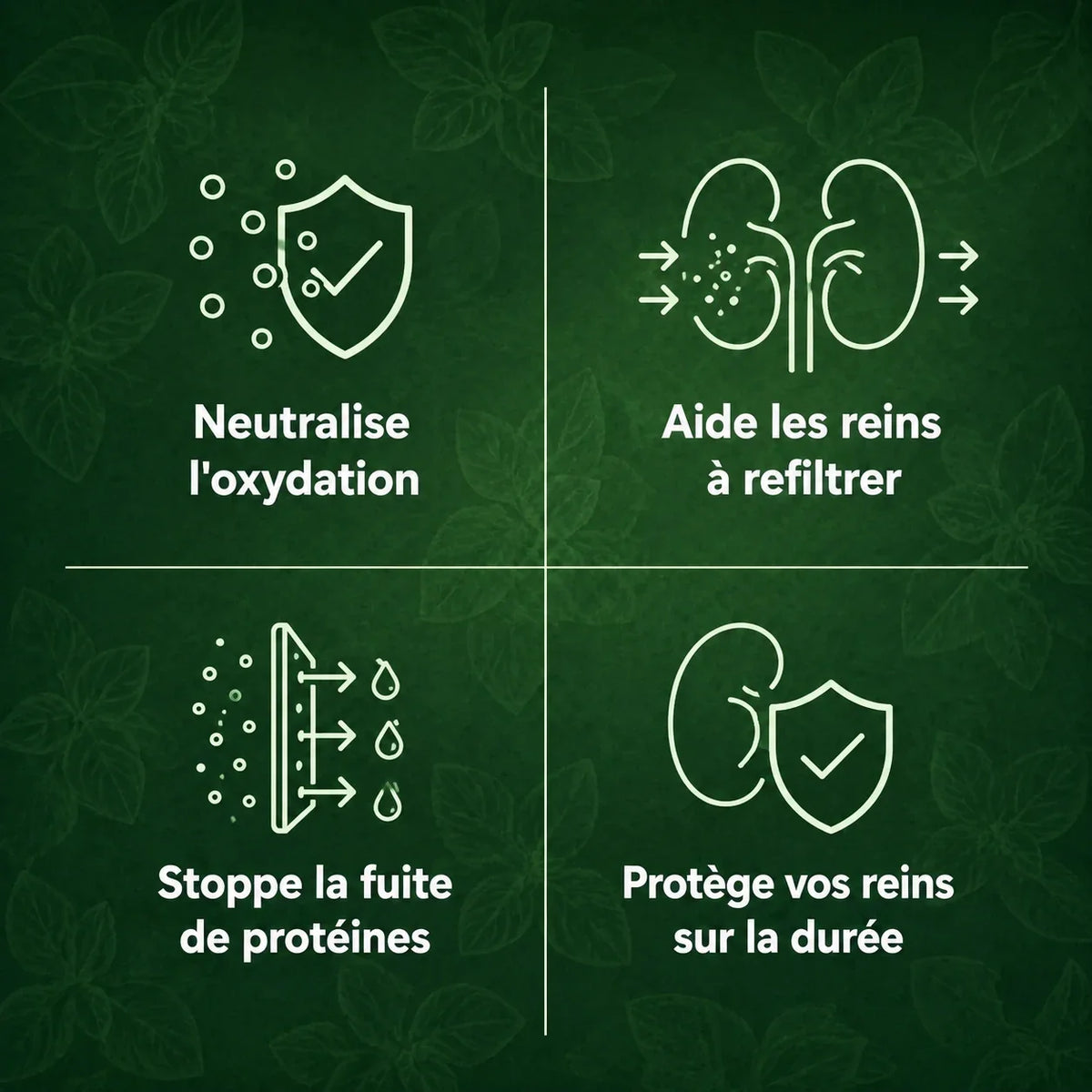Les benefices de l'huile d'origan pour la fonction renale