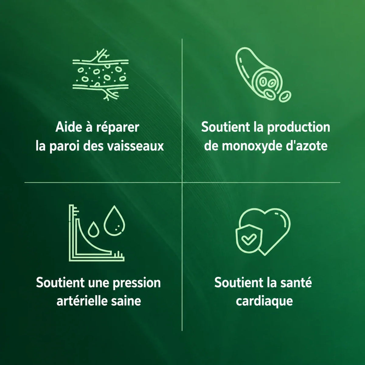 Les benefices de l'huile d'origan pour vos vaisseaux